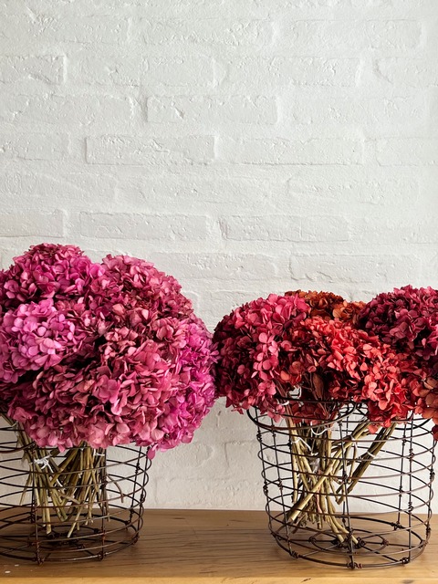 Hortensias preservadas