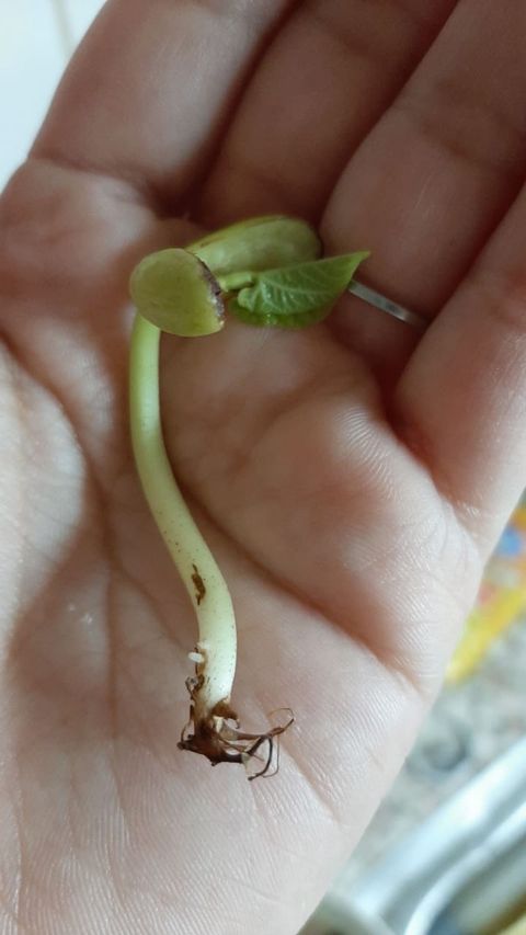 Re-conexión de verano