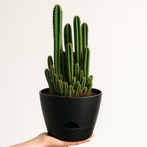 Maceta Autorriego Negra 23 cm