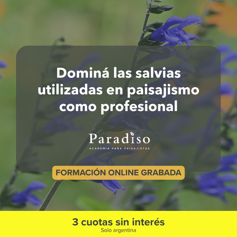 Salvias en Paisajismo