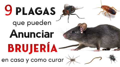 Animales que anuncian brujería Plagas que no debes ignorar en tu hogar