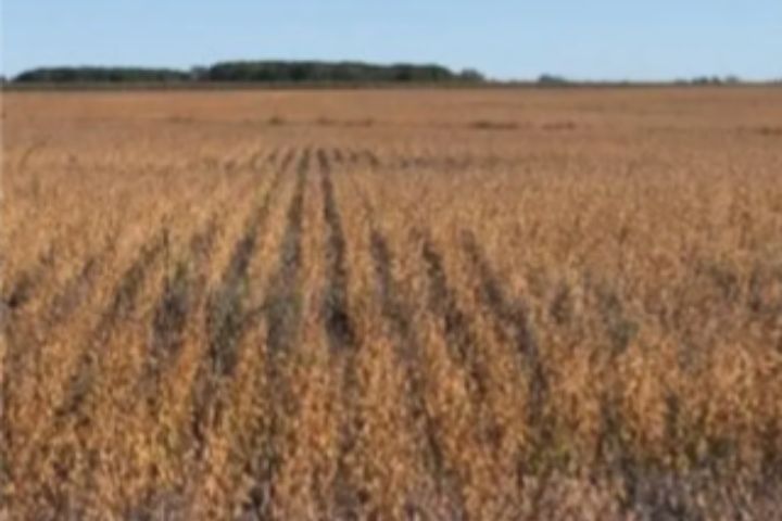 LA COLORADA, SAN PEDRO - CAMPO 47 HAS