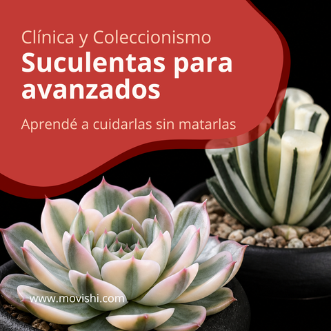 *PROXIMAMENTE* Curso para AVANZADOS: Clínica y Coleccionismo
