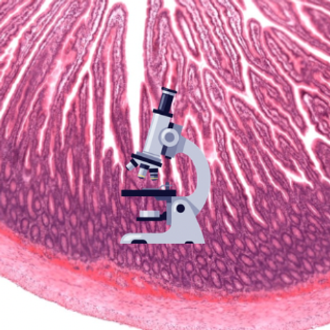 Curso de HISTOLOGÍA - PRIMER PARCIAL (Tejidos)