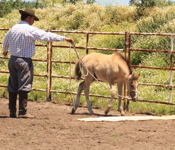 Clínica Online: Manejo de Potrillos