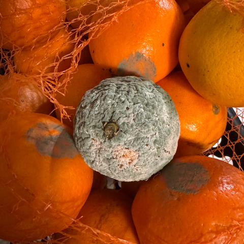 Lo que una naranja me hizo recordar sobre el poder del entorno