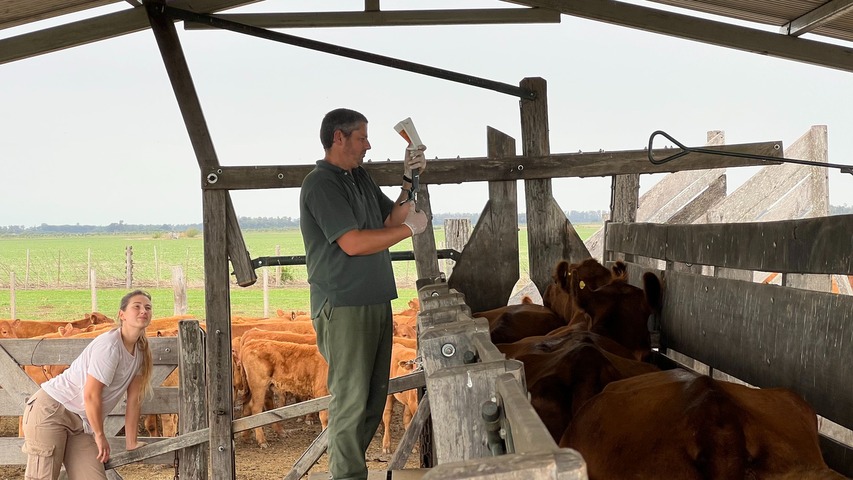 4to Taller anual de Cria, Manejo y Sanidad de rodeo ganadero - Veterinario Rural